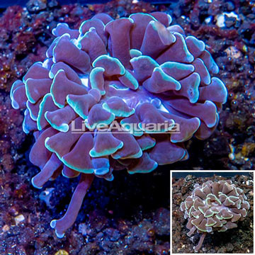 LiveAquaria® Cultured Hammer Coral