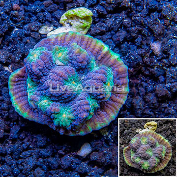 LiveAquaria® Cultured Ultra Chalice Coral