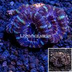 LiveAquaria® Cultured Acan Lord Coral (click for more detail)