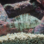 Floral Wrasse (click for more detail)