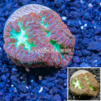 LiveAquaria® Cultured Blastomussa Coral  (click for more detail)