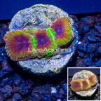 LiveAquaria® Cultured Wolverine Favia Coral (click for more detail)