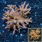 Sinularia Leather Coral Indonesia (click for more detail)