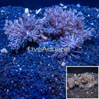 Xenia Coral Indonesia (click for more detail)