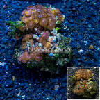 Zoanthus Coral Vietnam (click for more detail)