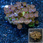 Zoanthus Coral Vietnam (click for more detail)