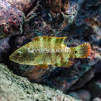 Floral Wrasse  (click for more detail)