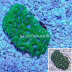 Favia Brain Coral Indonesia (click for more detail)