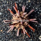 Pencil Urchin (click for more detail)