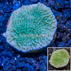 LiveAquaria® Cultured Montipora Coral (click for more detail)