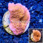 LiveAquaria® Cultured Montipora Coral (click for more detail)