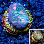 LiveAquaria® Cultured Ultra Chalice Coral (click for more detail)