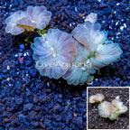 Fox Coral Australia (click for more detail)