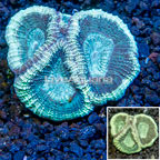 LiveAquaria® Cultured Goniastrea Coral (click for more detail)