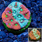 LiveAquaria® Cultured War Coral (click for more detail)