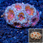 LiveAquaria® Cultured Acan Lord Coral (click for more detail)