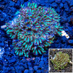 LiveAquaria® Cultured Blue Sympodium Coral (click for more detail)