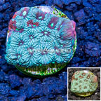 LiveAquaria® Cultured War Coral (click for more detail)