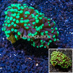 LiveAquaria® Cultured Hammer Coral (click for more detail)