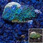 LiveAquaria® Cultured Blue Sympodium Coral (click for more detail)