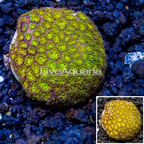 LiveAquaria® Cultured Leptastrea Coral (click for more detail)