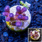 LiveAquaria® Cultured Stylophora Coral (click for more detail)