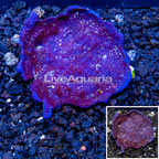 LiveAquaria® Cultured Photosynthetic Plating Blue Sponge (click for more detail)