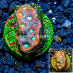 LiveAquaria® Cultured War Coral (click for more detail)