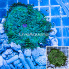 Mini Carpet Anemone (click for more detail)