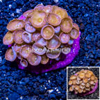 Protopalythoa Coral Indonesia (click for more detail)