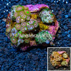 Zoanthus Coral Indonesia (click for more detail)