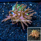 Tree Coral Indonesia (click for more detail)