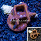 LiveAquaria® Cultured Blue Ridge Coral (click for more detail)