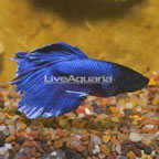 Butterfly Betta, Male (click for more detail)