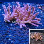 Tree Coral Indonesia (click for more detail)