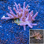 Tree Coral Indonesia (click for more detail)