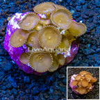 Protopalythoa Coral Indonesia (click for more detail)