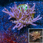 Tree Coral Indonesia (click for more detail)