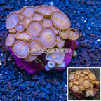 Protopalythoa Coral Indonesia (click for more detail)