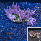 Tree Coral Indonesia (click for more detail)