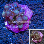 Zoanthus Coral Indonesia (click for more detail)