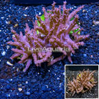 Tree Coral Indonesia (click for more detail)