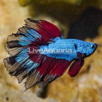 Rosetail Betta, Male (click for more detail)