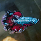 Rosetail Betta, Male (click for more detail)