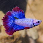 Stars and Stripes Betta, Male (click for more detail)