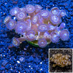 Zoanthus Coral Indonesia (click for more detail)