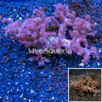  Pineapple Tree Coral Indonesia (click for more detail)