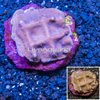 Blue Ridge Coral Indonesia (click for more detail)