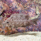 Brown Spotted Spinefoot (click for more detail)