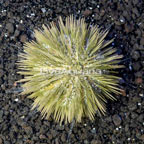 Pincushion Urchin (click for more detail)